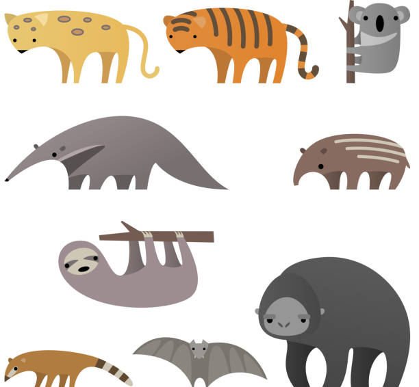 illustrazioni stock, clip art, cartoni animati e icone di tendenza di elegante animali della giungla - oritteropo