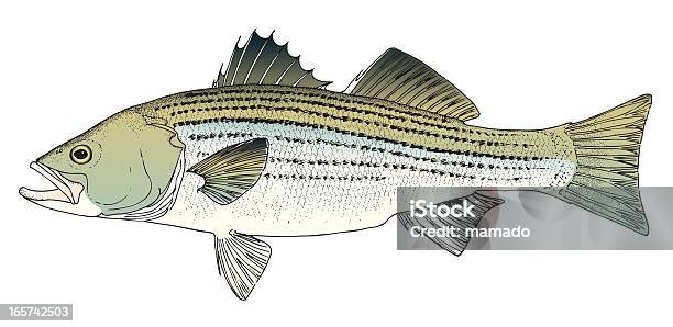 Kalifornischer Skorpionsfisch Gestreifter Bass Stock Vektor Art und mehr Bilder von Chesapeake Bay - Chesapeake Bay, Fisch, Stachelkopf