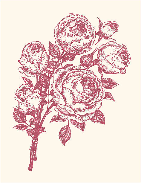 bukiet z róż - english rose stock illustrations