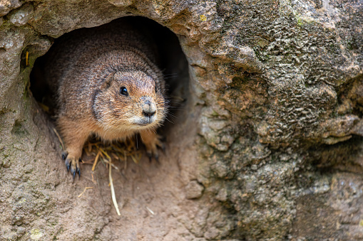 Alpine Marmot, Animal Hair, Animal Wildlife, Animals In The Wild