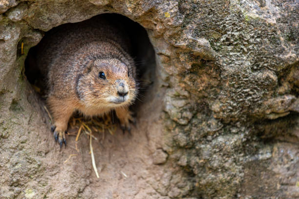 Black-tailed prairie dog Black-tailed prairie dog pokes its head from a underground burrow burrow stock pictures, royalty-free photos & images