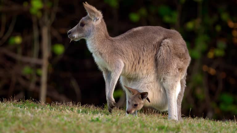 Eastern Grey Kangaroo (Macropus giganteus) on  meadow, very cute animal with baby with green background, australian wildlife, queensland, Brisbane, brown pouched mammal, marsupial. Feeding on grass