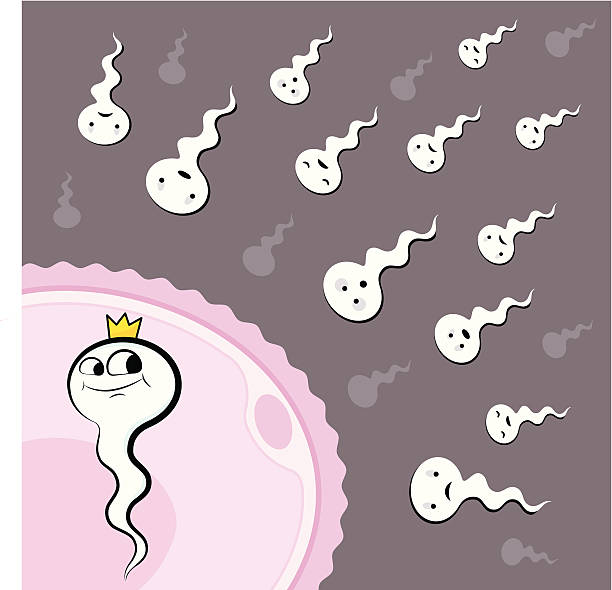 Insemination Stock Illustration - Download Image Now - Cartoon, Human Egg,  Sperm - iStock