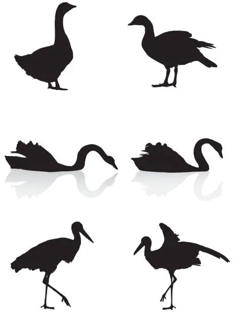 Vector illustration of Water and Swamp Birds