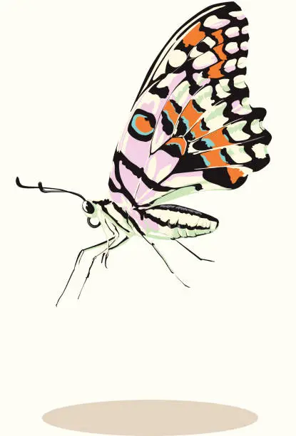 Vector illustration of White Butterfly in Space