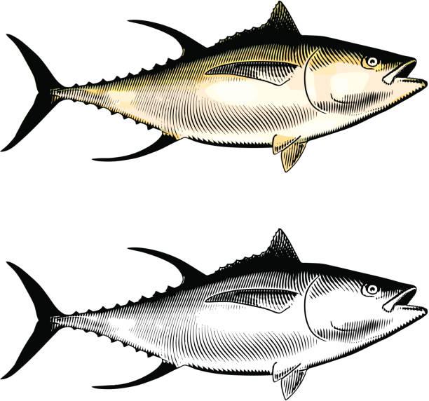 ilustrações de stock, clip art, desenhos animados e ícones de atum albacora - tuna