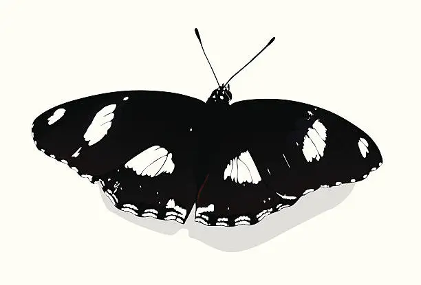 Vector illustration of Black Butterfly in white space.ai
