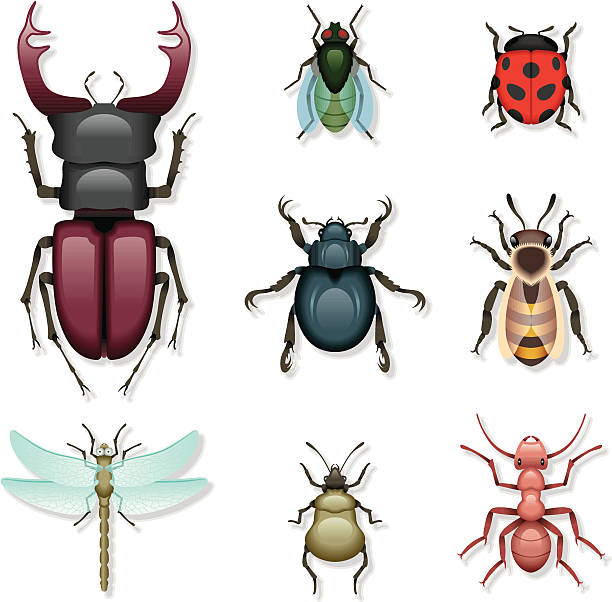 Icon Set, insects Icon Set, a lot of insects on white background, make in adobe Illustrator (vector) scarab beetle stock illustrations