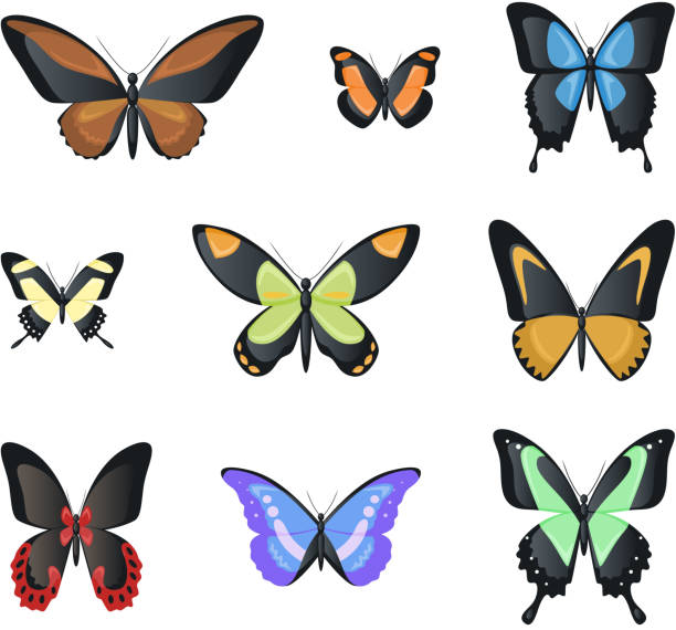flying malachite morpho butterfly bezkręgowce stawonóg owad zestaw wiosna sezon - malachite butterfly stock illustrations