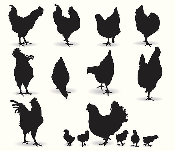 Chickens vector art illustration