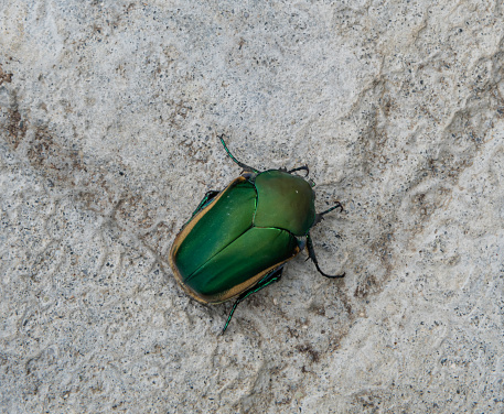Large Figeater beetle in the backyard, Southern California