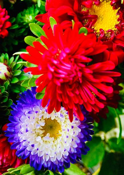 istock Colorful Blooms in Late Summer 1657443851