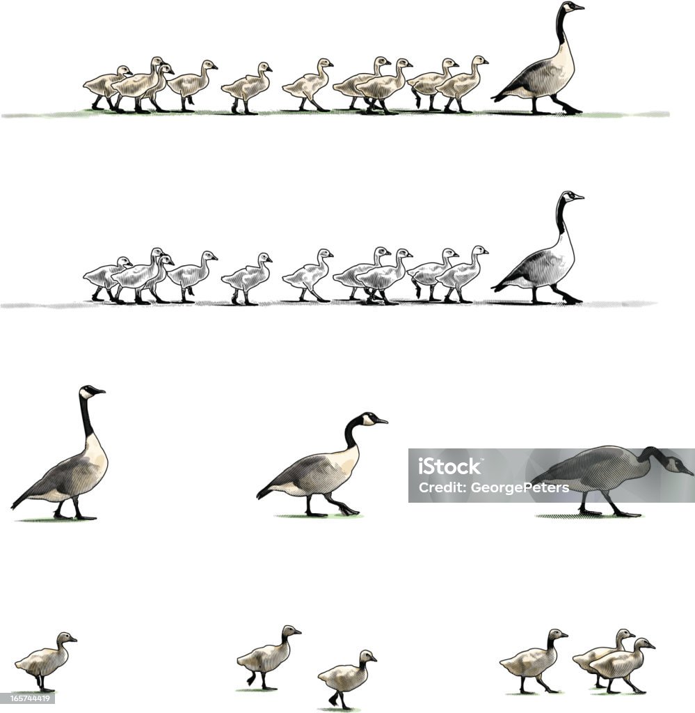 Canada Geese Design Elements Engraving style illustrations of Canada Geese aa adults and goslings. Looks great with type. Gosling stock vector