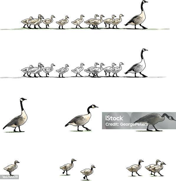 Canada Geese Design Elements Stock Illustration - Download Image Now - Gosling, Canada Goose, Goose - Bird
