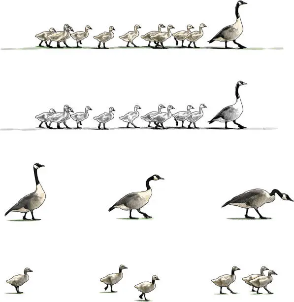 Vector illustration of Canada Geese Design Elements