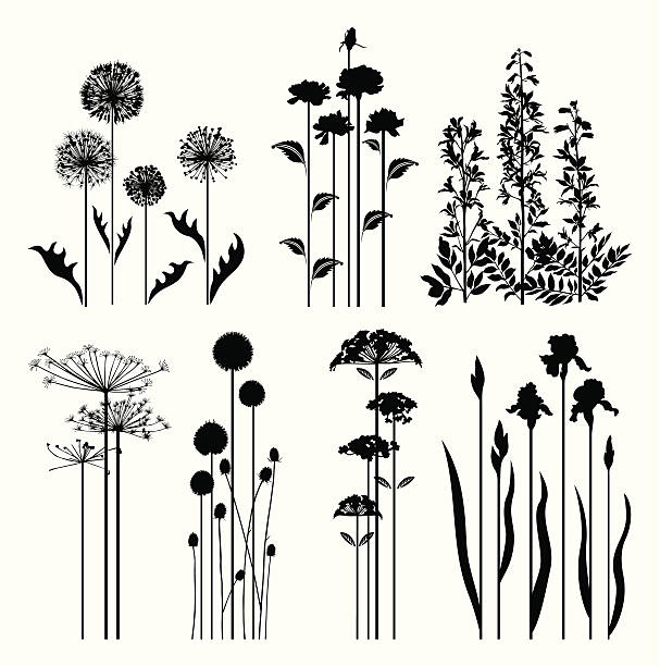 ilustraciones, imágenes clip art, dibujos animados e iconos de stock de colección de plantas de - allium flower