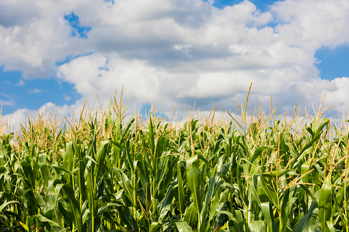 Corn cob growth in agriculture field outdoor with clouds and blue sky