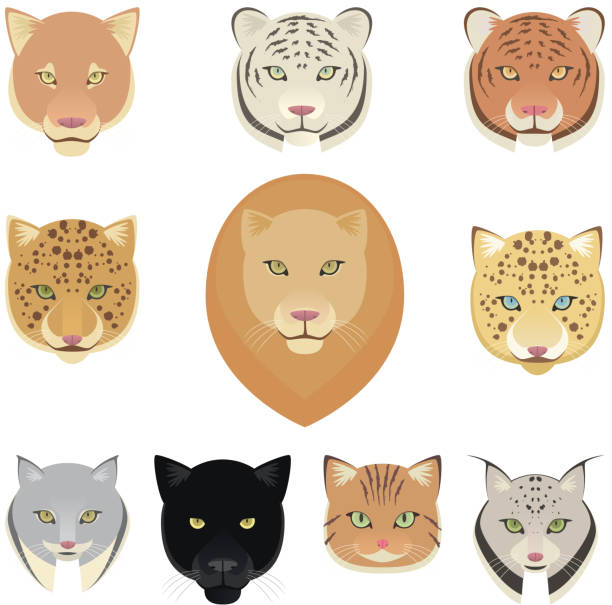 bildbanksillustrationer, clip art samt tecknat material och ikoner med felines leopard panther lion tiger cougar jaguar heads collection - sumatratiger