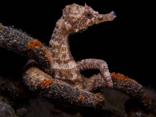 istock Cute seahorse hiding in a rusty chain 1657450380