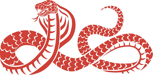 snake cobra Vector illustration of a snake.No gradients used. Objects grouped for easy editing. Created with AI CS3. ophiophagus hannah stock illustrations