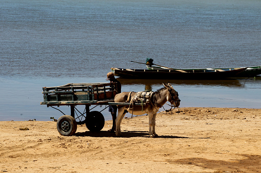 sitio do mato, bahia, brazil - june 2, 2023: animal-drawn wagon is seen along the bank of a river in western Bahia.