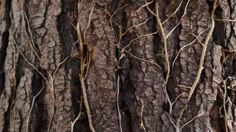 Tangled stems of a creeping ivy plant twining around a pine tree trunk close up