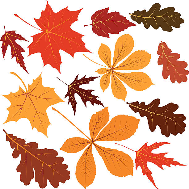 illustrations, cliparts, dessins animés et icônes de feuilles d'automne - oak leaf leaf maple leaf autumn