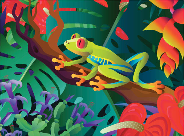 red-eyed tree frog A vector illustration of a red-eyed tree frog in the tropical rainforest. red amphibian frog animals in the wild stock illustrations