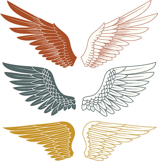 Vector Wings Hand-drawn vector wings.  Colors can be easily changed. eagle bird illustrations stock illustrations