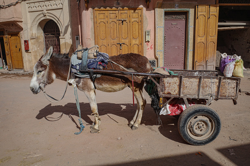 Marrakech, Morocco - Feb 11, 2023: A donkey pulls a cart through the streets of the Marrakech Medina markets