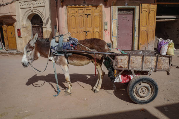 um burro puxa uma carroça pelas ruas de marraquexe - street stall - fotografias e filmes do acervo