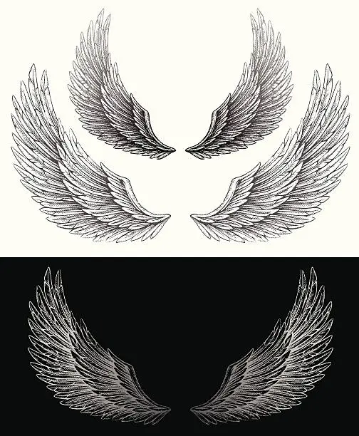 Vector illustration of Wing Drawings