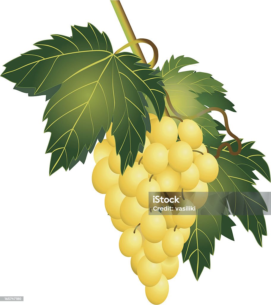 Cacho de uvas Verdes - Royalty-free Branco arte vetorial