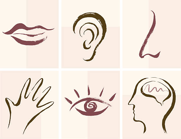 Senses Icons Hand drawn style senses icon set. Zip contains AI and PDF format. brush stroke illustrations stock illustrations