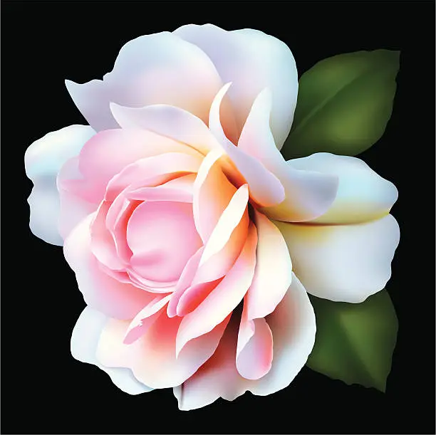 Vector illustration of Peony