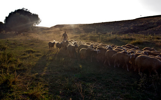 Kırşehir, Turkey - August 8, 2023: Dairy farm view with shepherd on a steppe land in kırşehir middle anatolia turkey, there are dairy farms and Agriculture planting areas with adobe house in village in kırşehir turkey in a sunny day. Village view on a steppe land in kırşehir middle anatolia turkey, there are Agriculture planting areas with adobe house in village in kırşehir turkey in a sunny day.