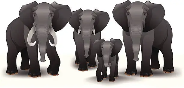 Vector illustration of Elephant - Family