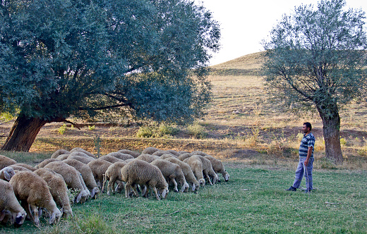 Bible shepherd and his flock of sheep in an Olive Grove, 3d render.