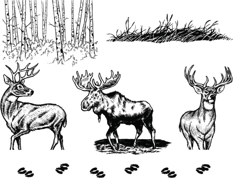 A collection of hand-drawn wildlife elements in black and white. 