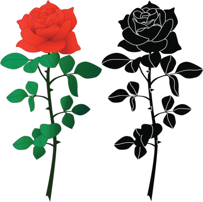Vector illustrations of a rose in black and white and color.
