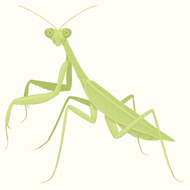 Vector illustration of Praying Mantis