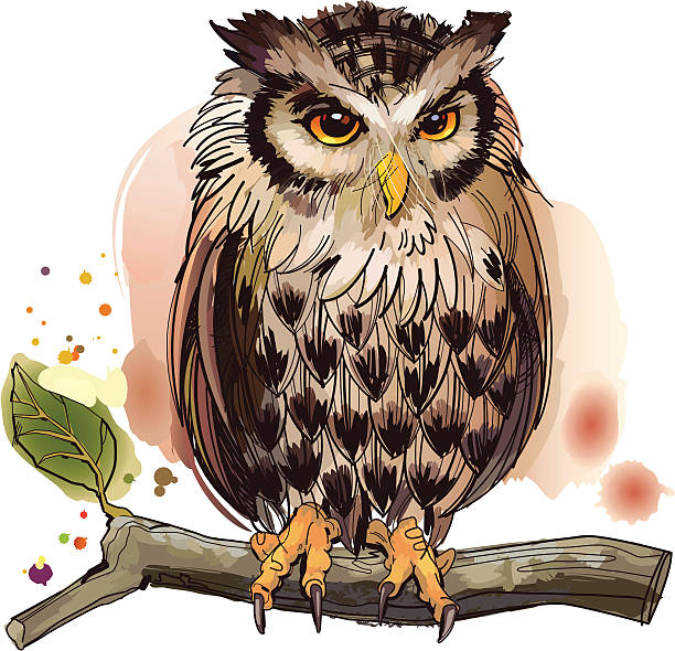 Owl Vector illustration of wildlife- owl. owl illustrations stock illustrations