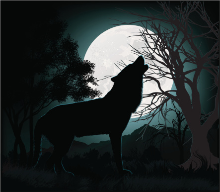 Illustration of a Wild Wolf Howling at moon