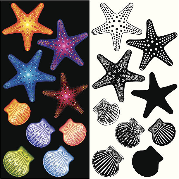 illustrazioni stock, clip art, cartoni animati e icone di tendenza di set di icone stelle marine e conchiglie - starfish