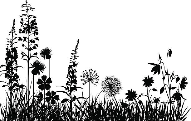 Mountain meadow Silhouettes of variable plants and flowers  meadow stock illustrations