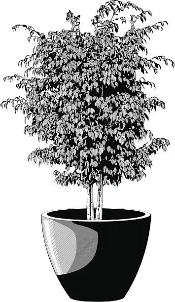 Vector illustration of Potted house plant