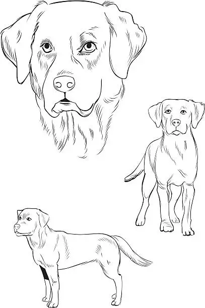 Vector illustration of Line Illustration of Labrador dog