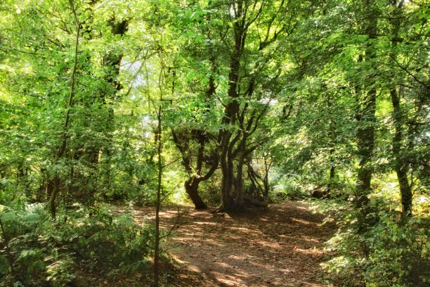 istock Forest scenes in Ayrshire 1657496661