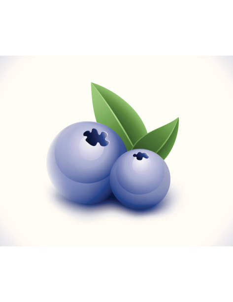 Blueberry vector art illustration