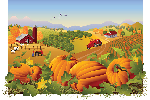 Illustration of a farm and field in autumn with pumpkins